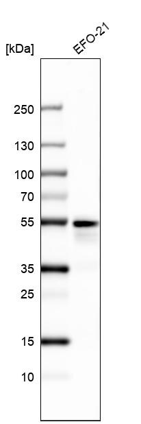 Western Blot: PAX8 Antibody [NBP3-21161] -