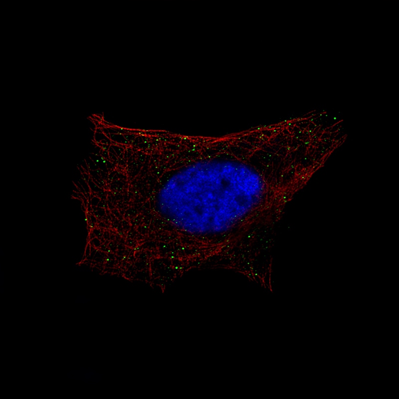 beta-1,3-Glucuronyltransferase 1/B3GAT1 Antibody (CL9499) - BSA Free Immunocytochemistry/ Immunofluorescence: beta-1,3-Glucuronyltransferase 1/B3GAT1 Antibody (CL9499) - BSA Free[NBP3-21170]