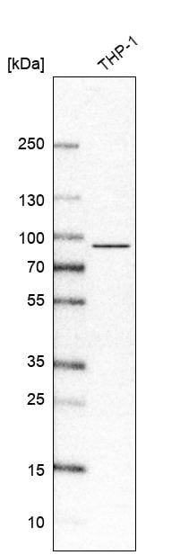 Western Blot: IL-17RA/IL-17R Antibody [NBP3-21174] -