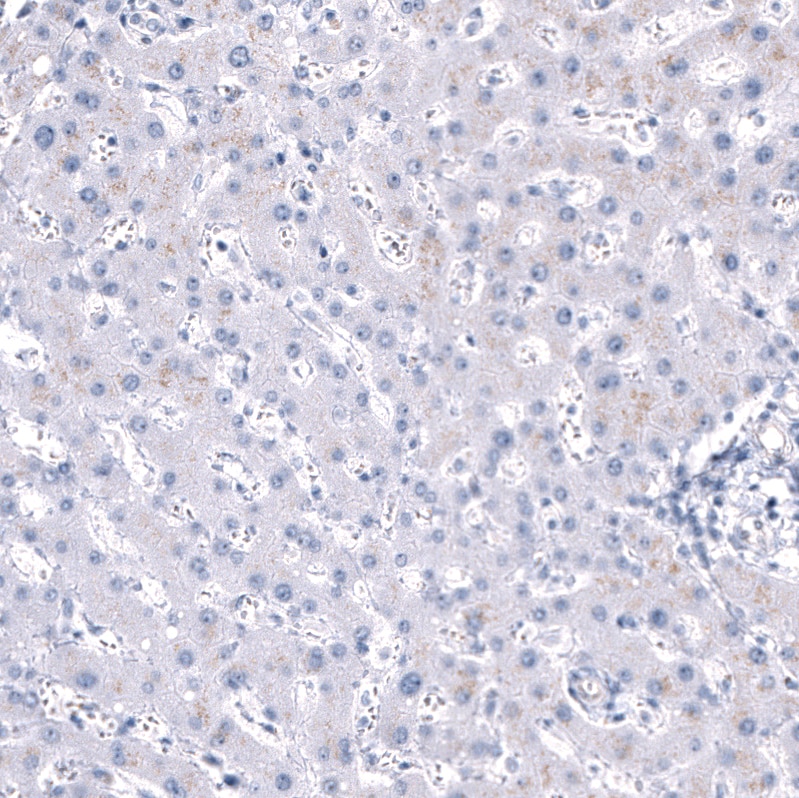 Immunohistochemistry-Paraffin: ANO2 Antibody [NBP3-21178] -