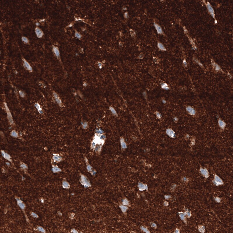 GAP-43 Antibody (CL10847) - BSA Free Immunohistochemistry-Paraffin: GAP-43 Antibody [NBP3-21181] -