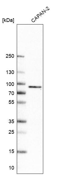 Western Blot: TCF7L2 Antibody [NBP3-21197] -
