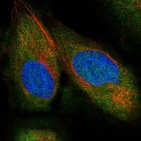 Immunocytochemistry/Immunofluorescence: NEDD9/CASL/HEF1 Antibody [NBP3-21227] -