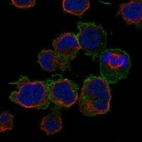 Immunocytochemistry/Immunofluorescence: Fc gamma RIIA/CD32a Antibody [NBP3-21229] -