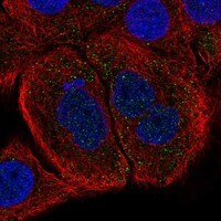 Follistatin Antibody - BSA Free Immunocytochemistry/ Immunofluorescence: Follistatin Antibody - BSA Free [NBP3-21237]