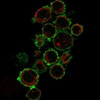 Immunocytochemistry/Immunofluorescence: B7-2/CD86 Antibody [NBP3-21245] -