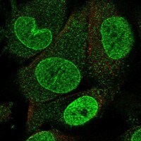 Nup153 Antibody - BSA Free Immunocytochemistry/ Immunofluorescence: Nup153 Antibody - BSA Free [NBP3-21248]