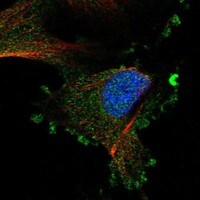 LAMP-2/CD107b Antibody - BSA Free Immunocytochemistry/ Immunofluorescence: LAMP-2/CD107b Antibody - BSA Free [NBP3-21250]