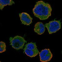Immunocytochemistry/Immunofluorescence: BAFF/BLyS/TNFSF13B Antibody [NBP3-21252] -