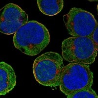 Enteropeptidase/Enterokinase Antibody - BSA Free Immunocytochemistry/ Immunofluorescence: Enteropeptidase/Enterokinase Antibody - BSA Free [NBP3-21256]