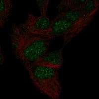 Mxi1 Antibody - BSA Free Immunocytochemistry/ Immunofluorescence: Mxi1 Antibody - BSA Free [NBP3-21258]