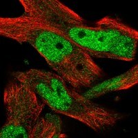 INTS13 Antibody - BSA Free Immunocytochemistry/ Immunofluorescence: INTS13 Antibody [NBP3-21263] -