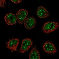 Immunocytochemistry/Immunofluorescence: IL-16 Antibody [NBP3-21277] -