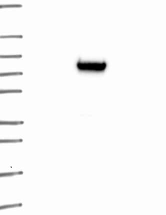 Western Blot: KCTD1 Antibody [NBP3-21290] -