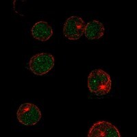 Immunocytochemistry/Immunofluorescence: LMO2 Antibody [NBP3-21296] -