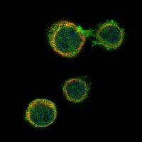 Immunocytochemistry/Immunofluorescence: CD84/SLAMF5 Antibody [NBP3-21300] -