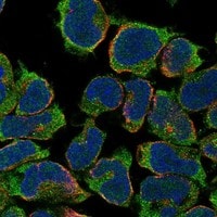 Immunocytochemistry/Immunofluorescence: Syntrophin gamma 2 Antibody [NBP3-21305] -