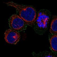 Immunocytochemistry/Immunofluorescence: CD84/SLAMF5 Antibody [NBP3-21316] -