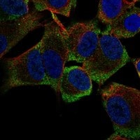 Immunocytochemistry/Immunofluorescence: Musashi-2 Antibody [NBP3-21322] -