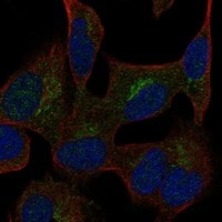 Immunocytochemistry/Immunofluorescence: CGREF1 Antibody [NBP3-21344] -
