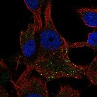 Immunocytochemistry/Immunofluorescence: CD63 Antibody [NBP3-21363] -