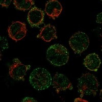 Immunocytochemistry/Immunofluorescence: ERR beta/NR3B2 Antibody [NBP3-21375] -
