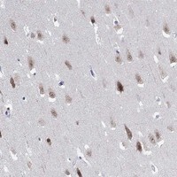 Immunohistochemistry-Paraffin: RBFOX3/NeuN Antibody [NBP3-21393] -