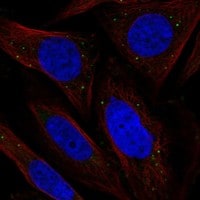 Immunocytochemistry/Immunofluorescence: Chordin-like 2/CHRDL2 Antibody [NBP3-21403] -