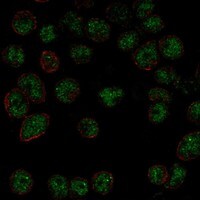 Immunocytochemistry/Immunofluorescence: DGCR8 Antibody [NBP3-21407] -