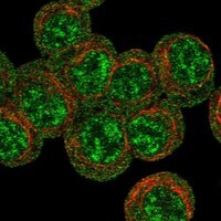 Immunocytochemistry/Immunofluorescence: Erythropoietin R Antibody [NBP3-21413] -