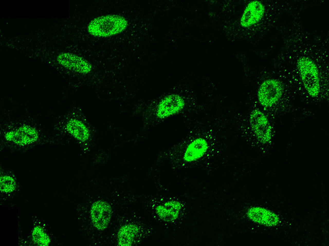 RYBP/DEDAF Antibody - Azide and BSA Free