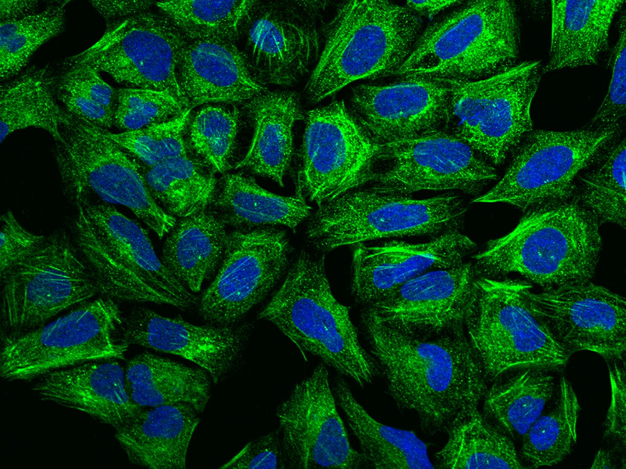 CRTAP Antibody - BSA Free