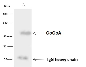 CoCoA Antibody