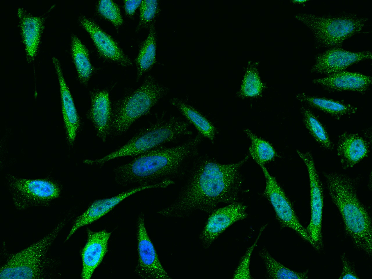 DUSP23 Antibody - Azide and BSA Free