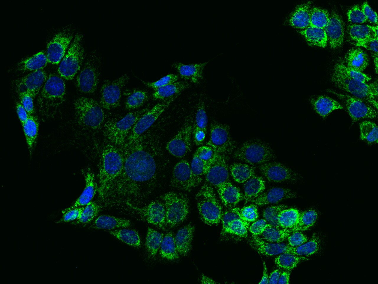 HIGD2A Antibody - Azide and BSA Free