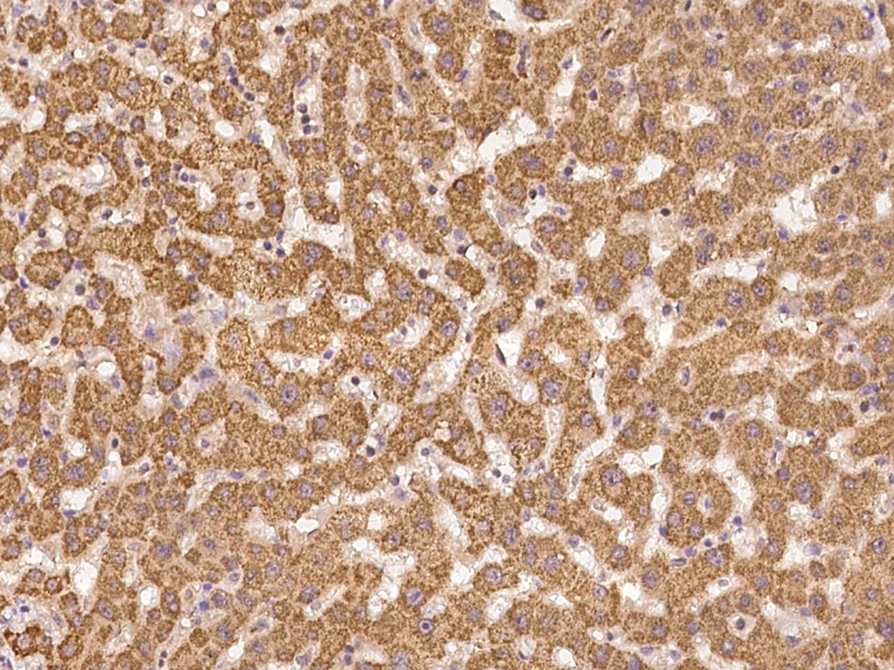 NAG Antibody