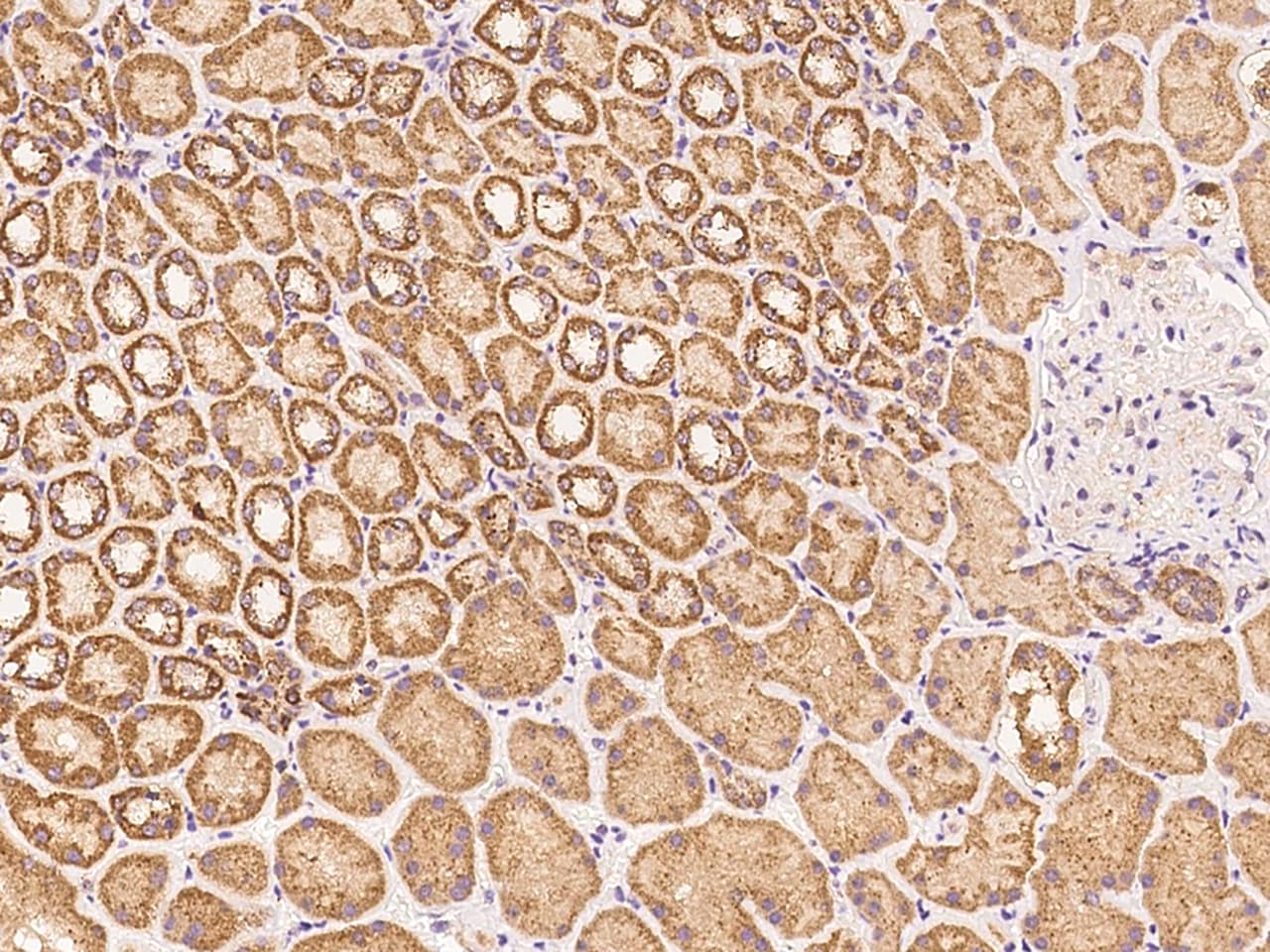 NAG Antibody