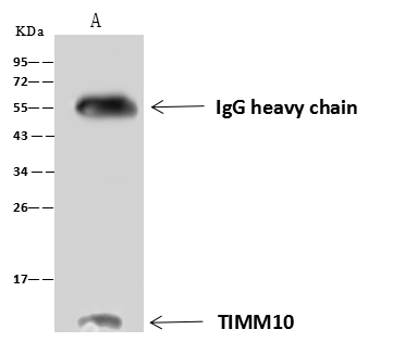 TIMM10 Antibody