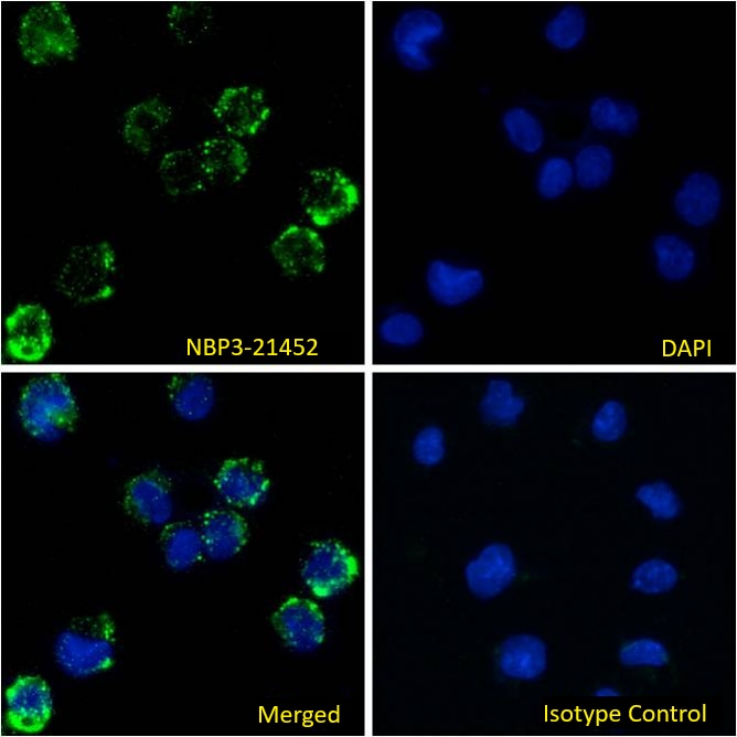 Fc gamma RIII (CD16) Antibody (3G8) - Chimeric - BSA Free