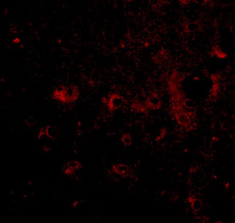 CADPS2 Antibody - BSA Free