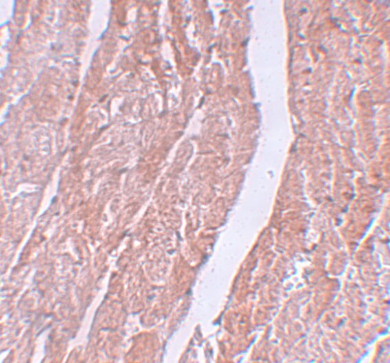 MINA Antibody - BSA Free