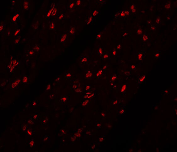 MINA Antibody - BSA Free