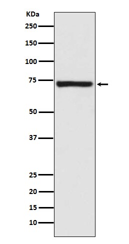 Calpain 1 Antibody (SR2190) - BSA Free