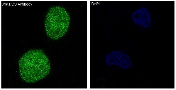 JNK1/2/3 Antibody (SR1787) - BSA Free