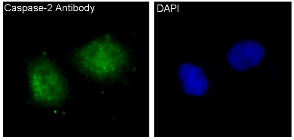 Caspase-2 Antibody (SR1824) - BSA Free