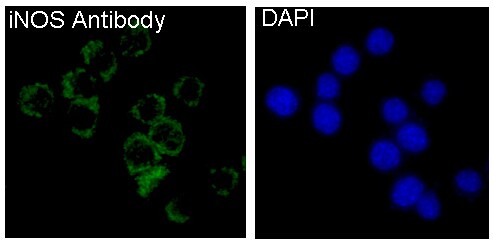iNOS Antibody (SR1134) - BSA Free