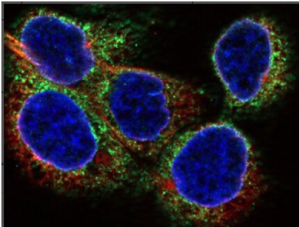 PTGER2 Antibody (SR1927) - BSA Free