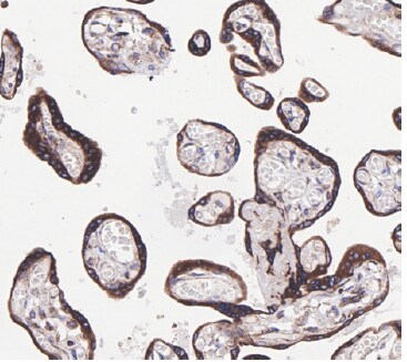PTGER2 Antibody (SR1927) - BSA Free