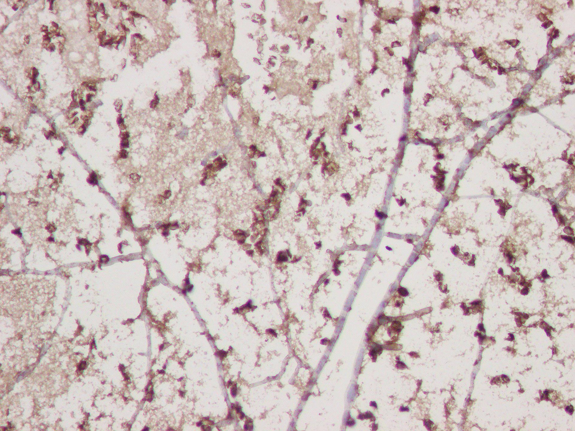 DARC Antibody (SR1582) - BSA Free