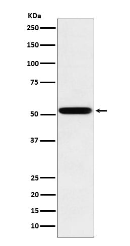 IgG2 Antibody (SR1938)